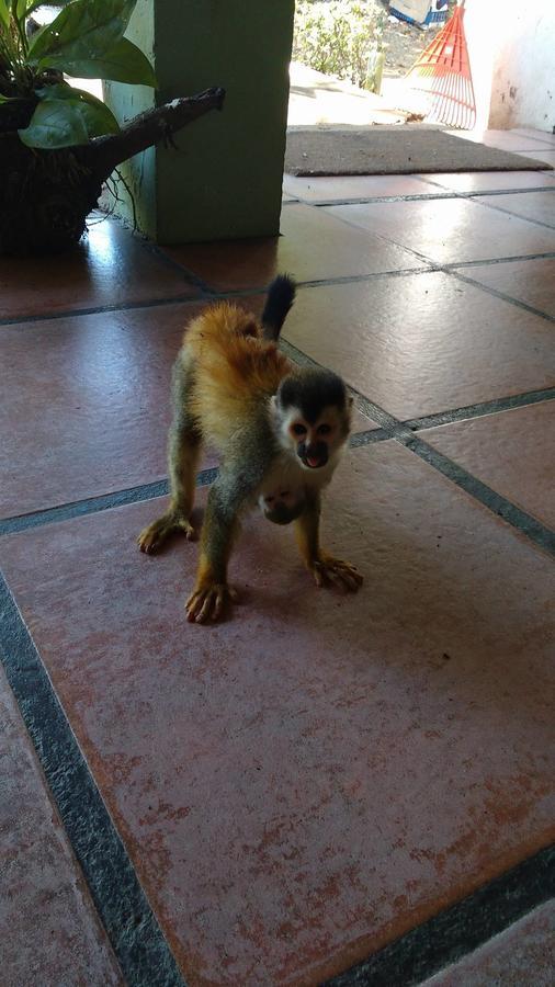 Manuel Antonio Hostel Resort Ngoại thất bức ảnh